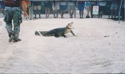 019-How Red Indians catch an alligator